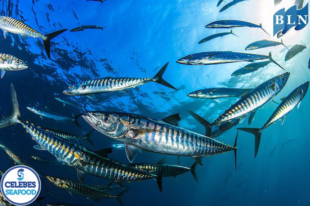 8 Interesting Facts About Mackerel